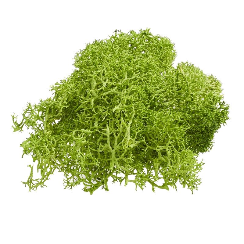 HobbyFun Bastelmaterial, Naturmoos, Grün, 20 g, 1 Stk., Mooszweig