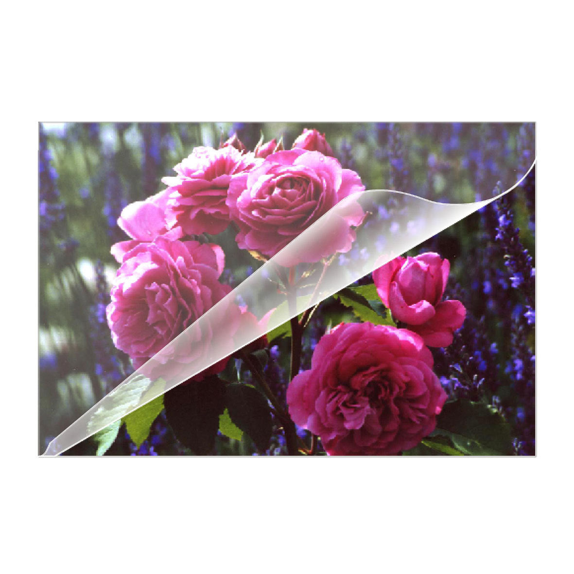 Olympia Laminierfolien A4, A5, A6, 60 × 95 mm – 80 µm, glänzend, 100 Stück