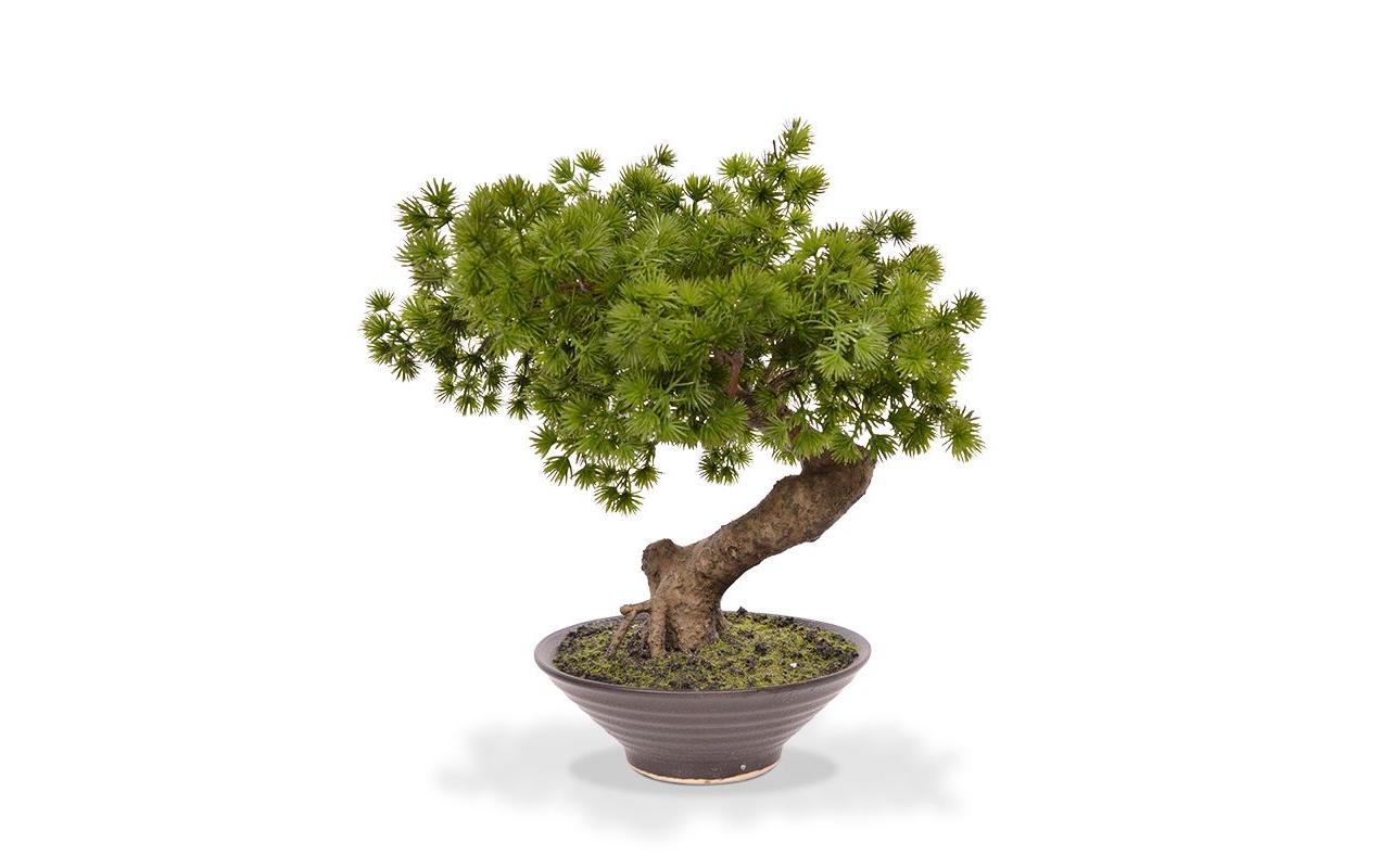Botanic-Haus Bonsai Pinus Künstliche Topfpflanze – Ø 30 × 40 cm – Polyester, braun