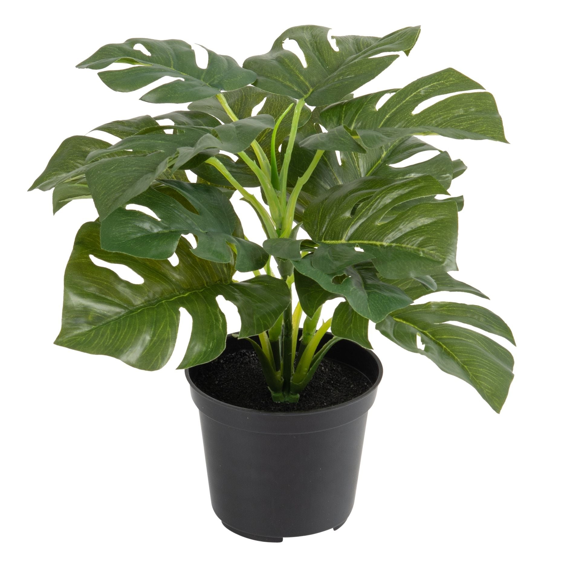Botanic-Haus Topfpflanze – 28 cm, 6er-Pack – Kunststoff, Grün