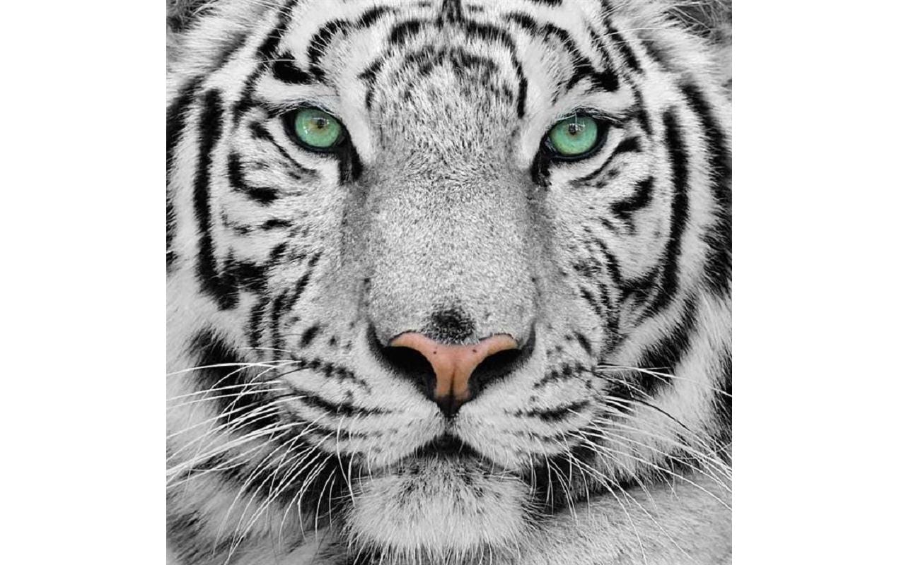 CRAFT Buddy Diamond Painting Set – Weisser Tiger – 30 × 30 cm – 11-teilig – ab 8 Jahren