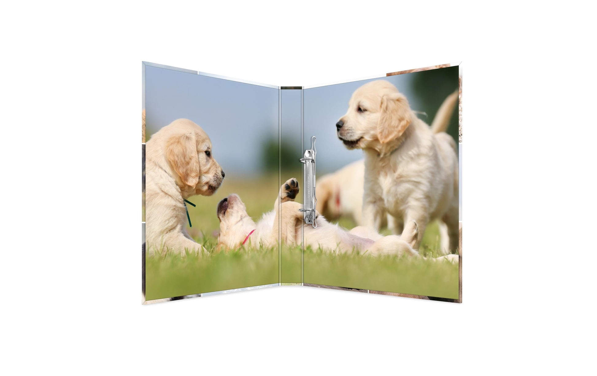 HERMA Zeigebuch Animals – A4 Hochformat – 2-Ring Bügelmechanik, Rücken 35 mm – Mehrfarbig, Karton, mit Niederhalte