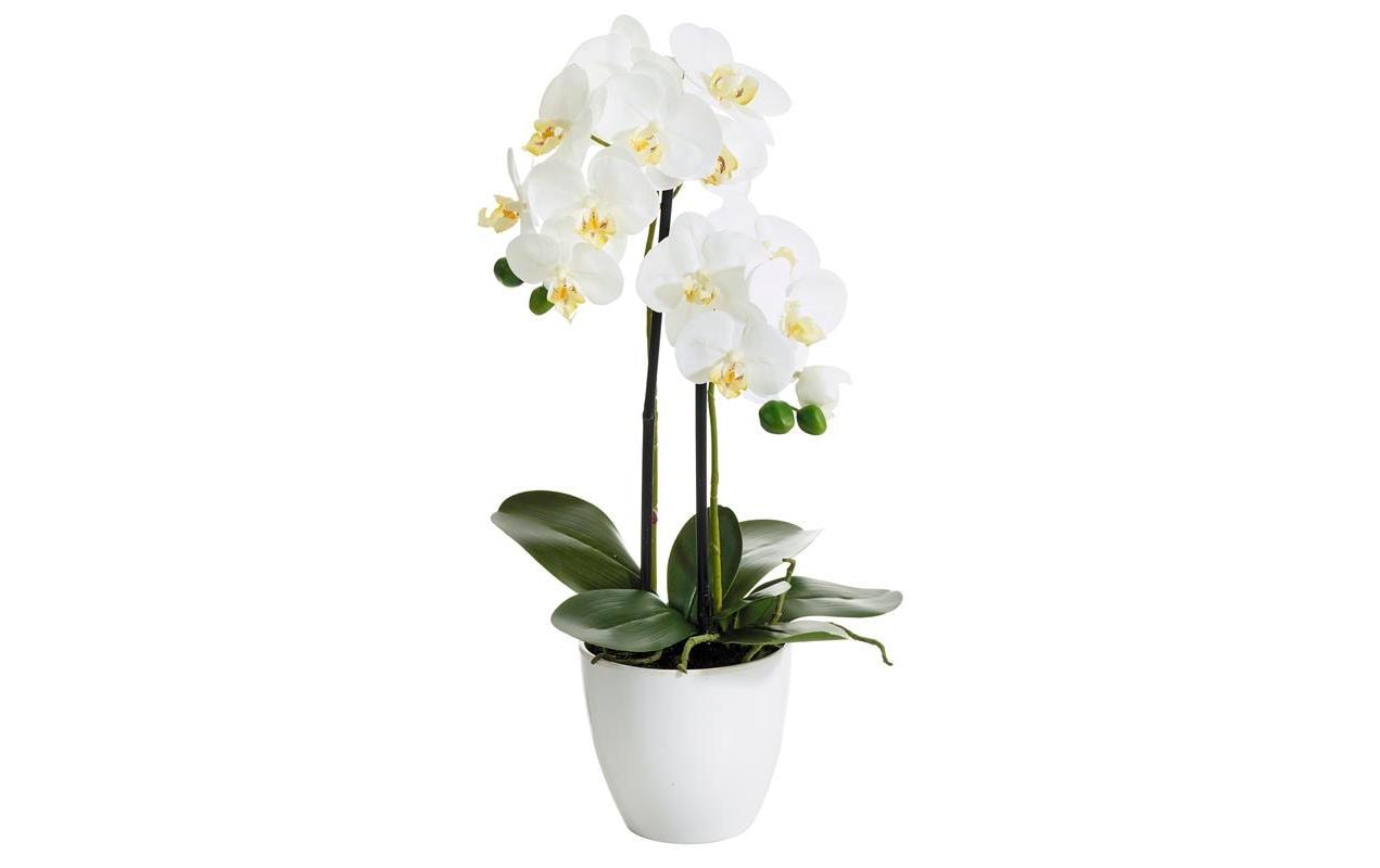 Botanic-Haus Phalaenopsis Künstliche Blütenpflanze – 54 cm – Kunststoff, weiss