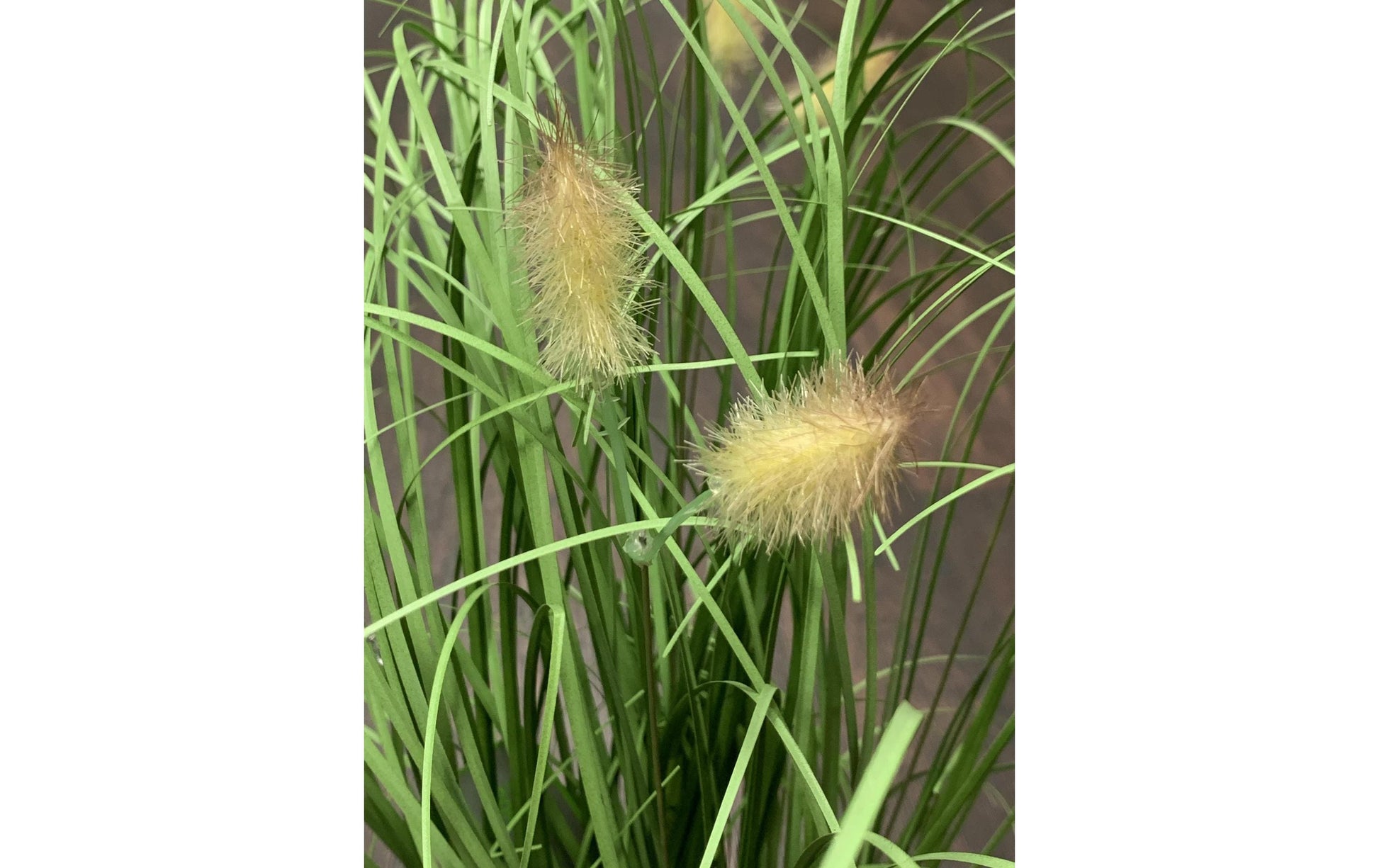 Botanic-Haus Topfpflanze – 46 cm – Polyethylen (PE), Grün