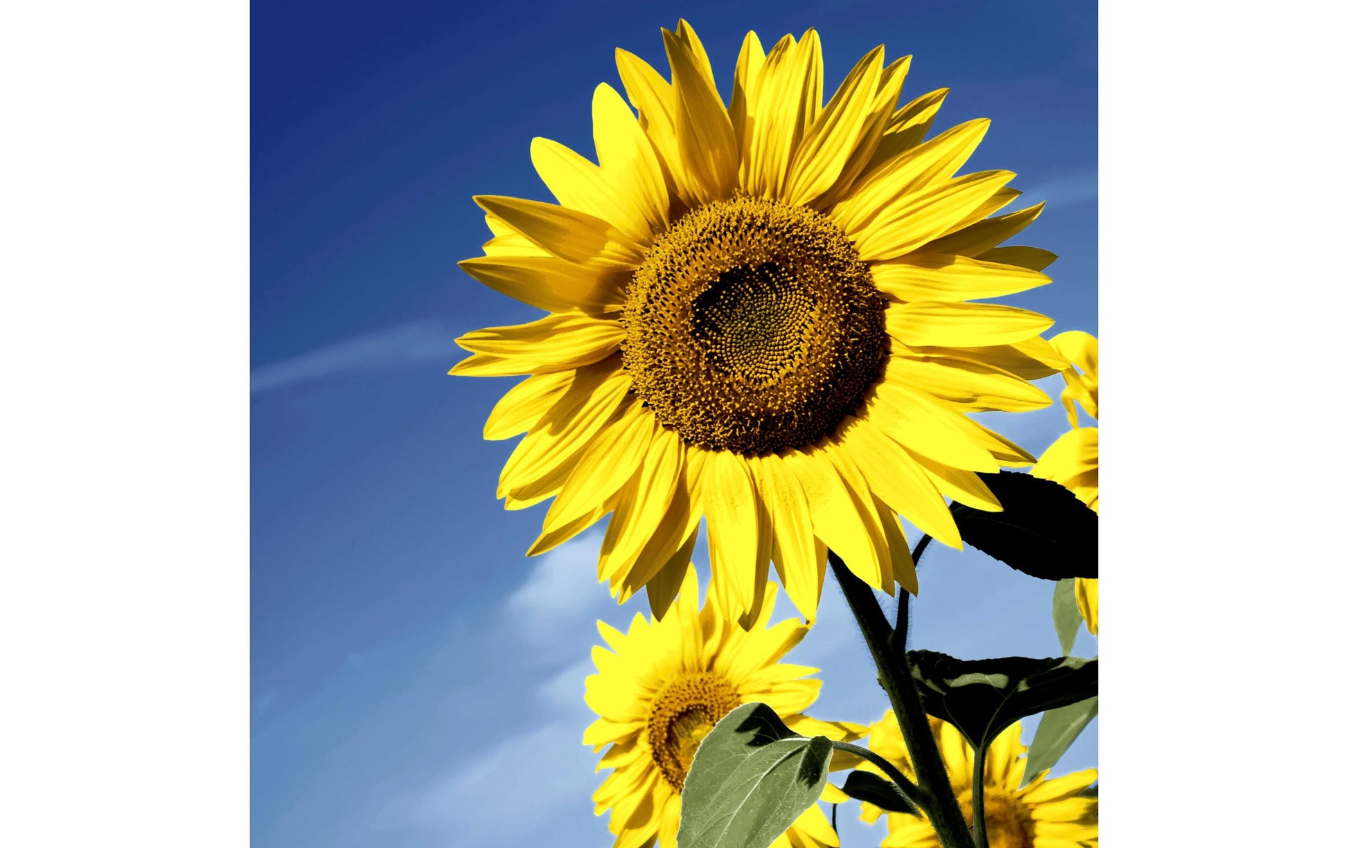 Paper + Design Servietten Sunflower Bloom – gelb – 33 × 33 cm, 3-lagig – 20 Stück