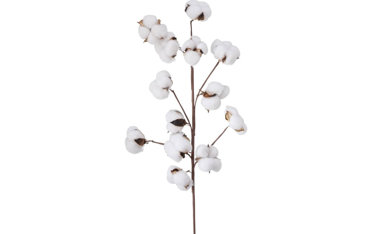 Boltze Trockenblumen – Mehrfarbig – 68 cm – 1er-Pack