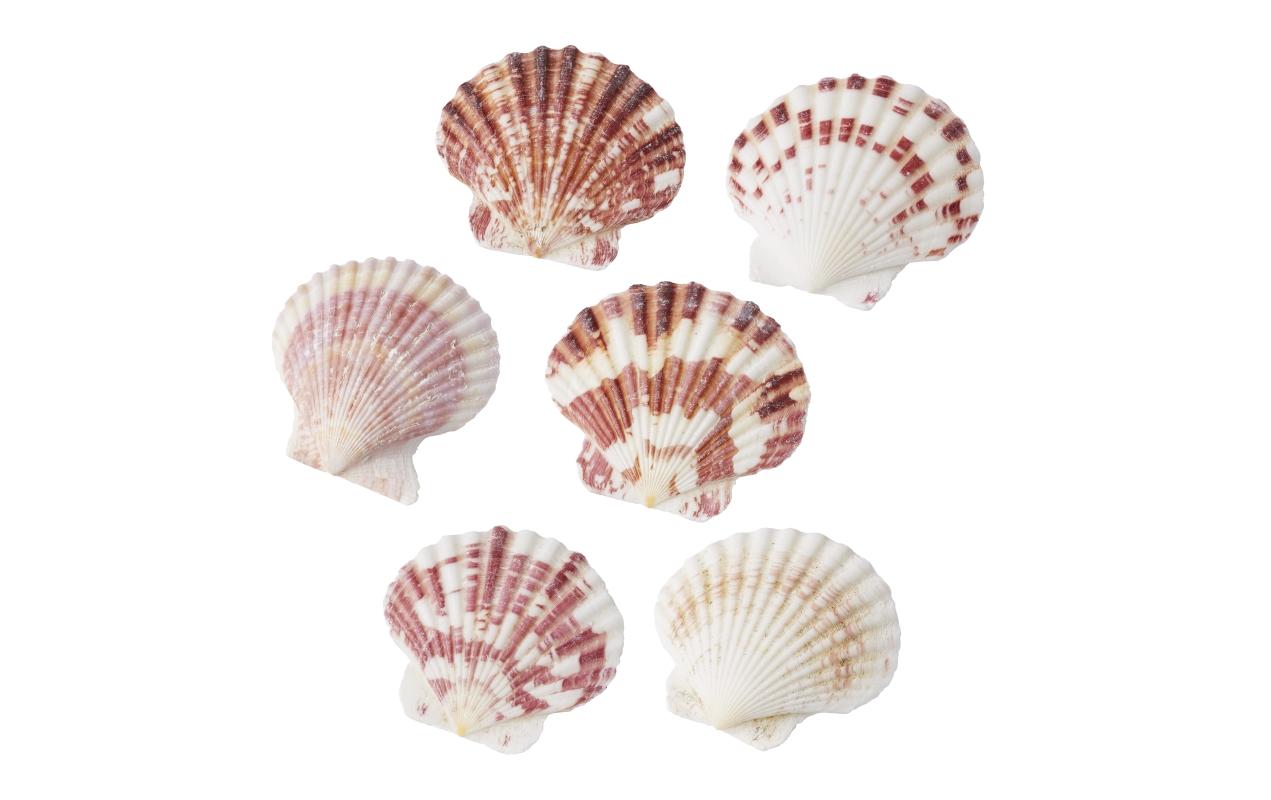 HobbyFun Dekosteine/Dekogranulat, Muschel, Mehrfarbig, 50 g