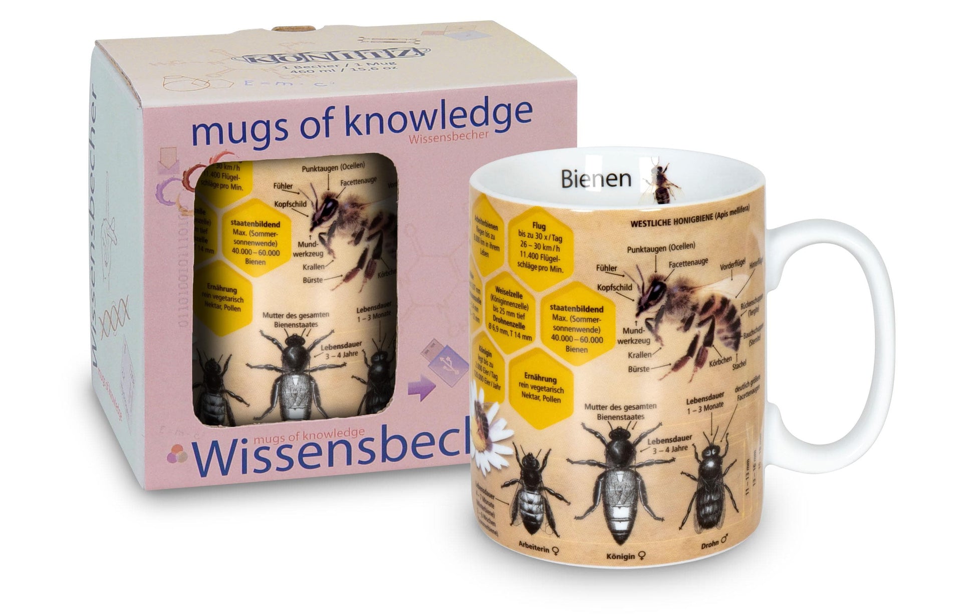 Könitz Porzellan Könitz Kaffeetasse Wissensbecher Biene – 490 ml, Ø 9,5 cm, H 12,0 cm, Porzellan, spülmaschinenfest