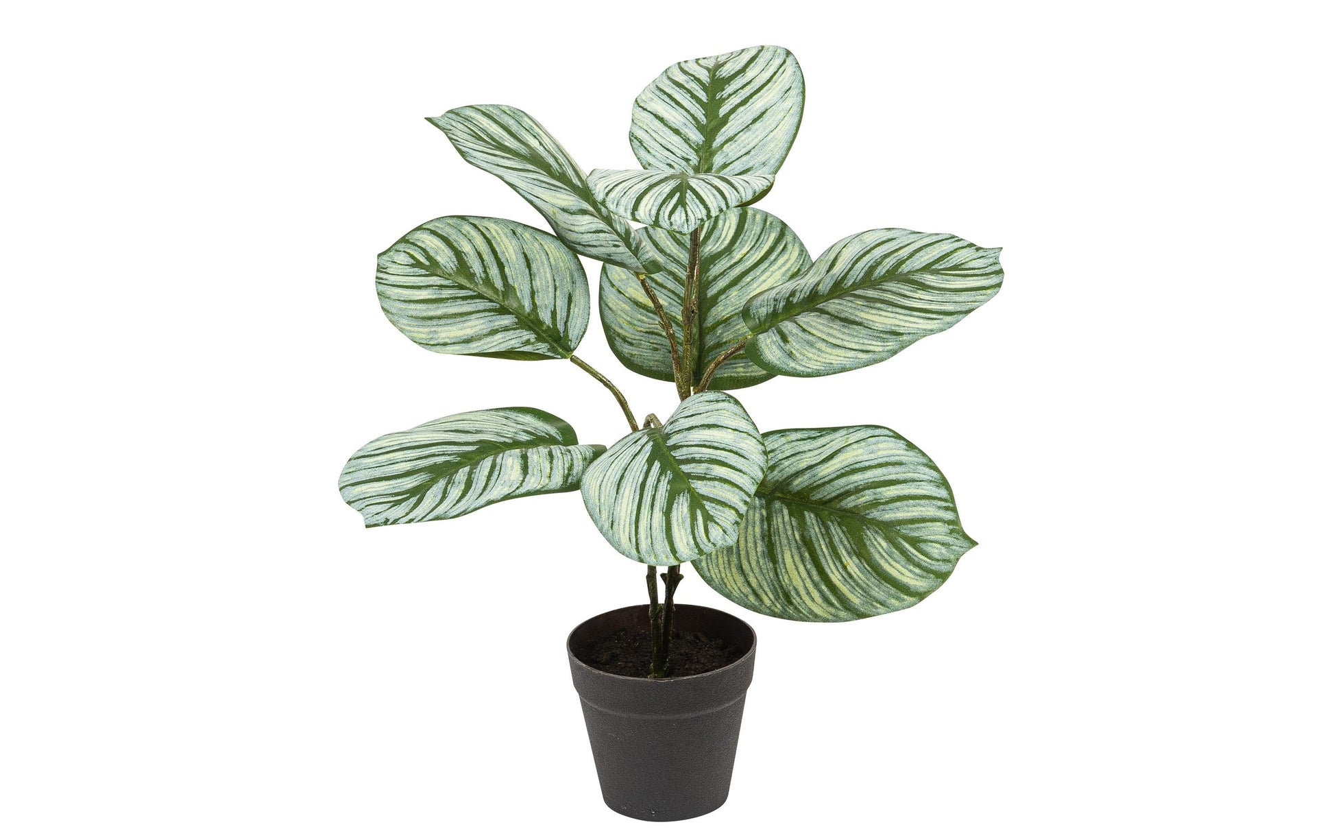 Botanic-Haus Calathea Topfpflanze – 36 × 36 cm – Kunststoff, Grün