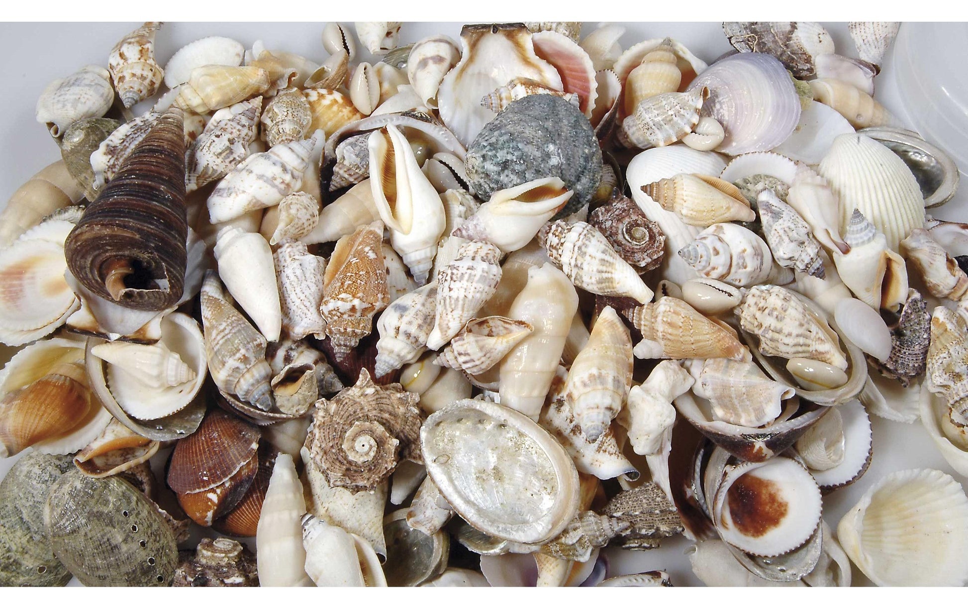 Ambiance Muscheln – 24 × 17 × 8 cm – Muschel, mehrfarbig