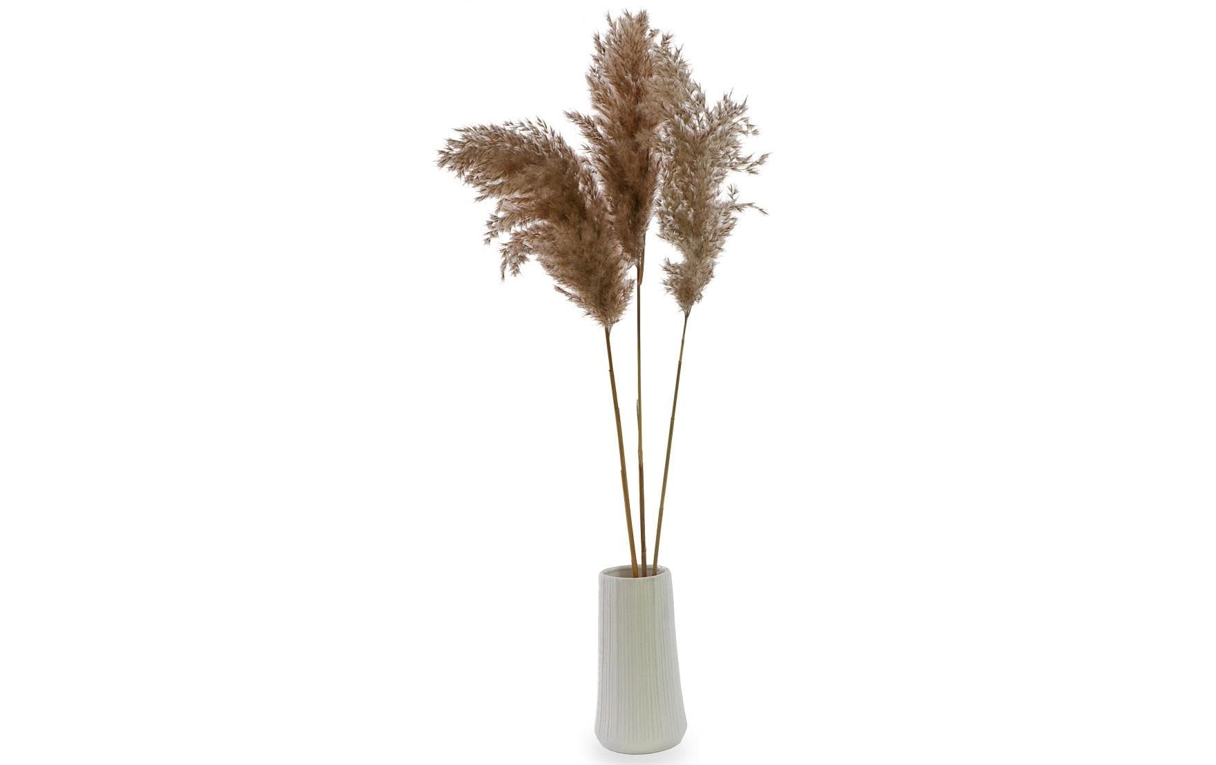 Soli Collection Trockenblumen – Natur – 60 cm – 3er-Pack