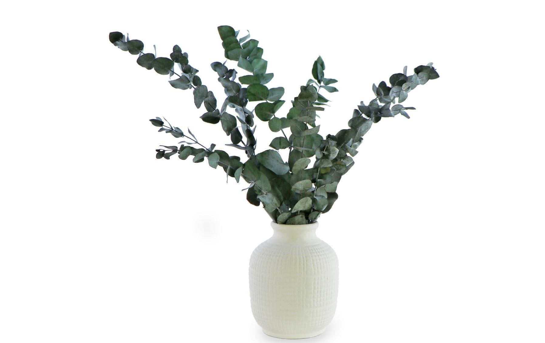 Soli Collection Trockenblumen – Grün – 40–55 cm – 1er-Pack