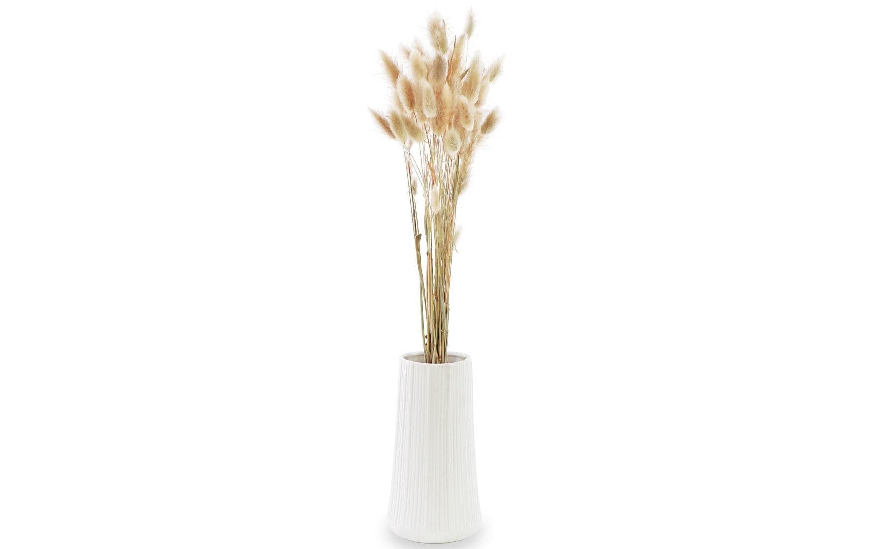 Soli Collection Trockenblumen Lagurus – natur – 50–60 cm – 50er-Pack