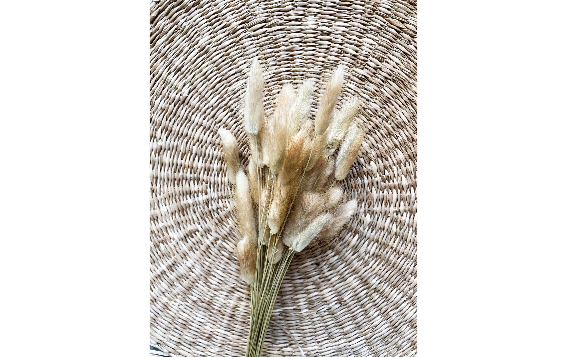Soli Collection Trockenblumen Lagurus – natur – 50–60 cm – 50er-Pack