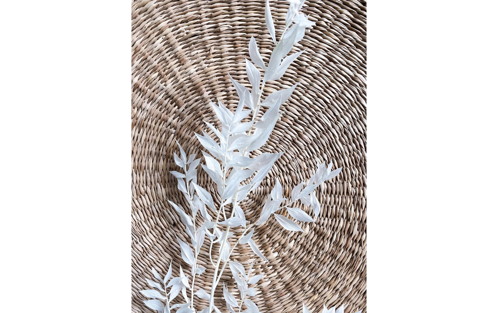Soli Collection Trockenblumen – Weiss – 75 cm – 1er-Pack