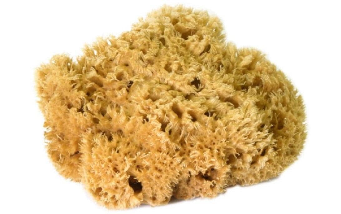 Office Focus Naturschwamm – rund, für Tafelreinigung, Ø 16 cm, gelb, 1 Stk.