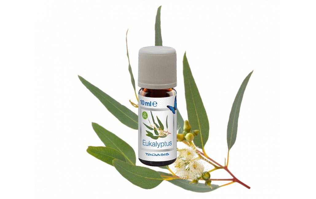 Venta Bio Eukalyptus – Duftöl, 3 × 10 ml