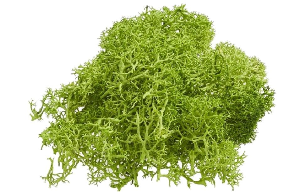 HobbyFun Bastelmaterial, Naturmoos, Grün, 20 g, 1 Stk., Mooszweig