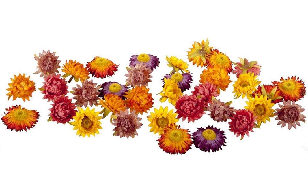 Dekomat AG Dekomat Trockenblumen Strohblüten – Polyester & Kunststoff, Mehrfarbig – Ø 5 cm – 36er-Pack