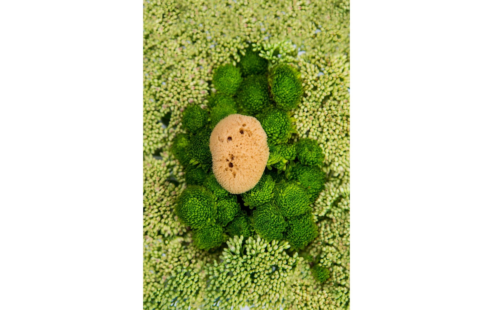 Hera organics Menstruationsschwamm Gr. S – 3 Stk – Naturschwamm