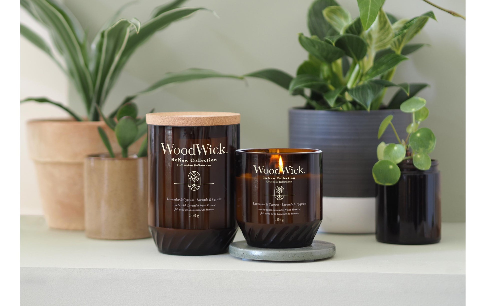 WoodWick Duftkerze – Lavendel & Zypresse – Ø 8 × 9,6 cm