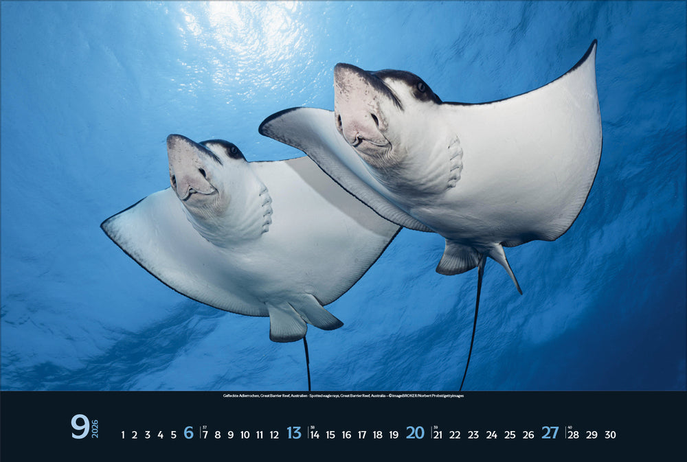Korsch Verlag Magie der Meere – Bildkalender 2026 – 58 × 39 cm