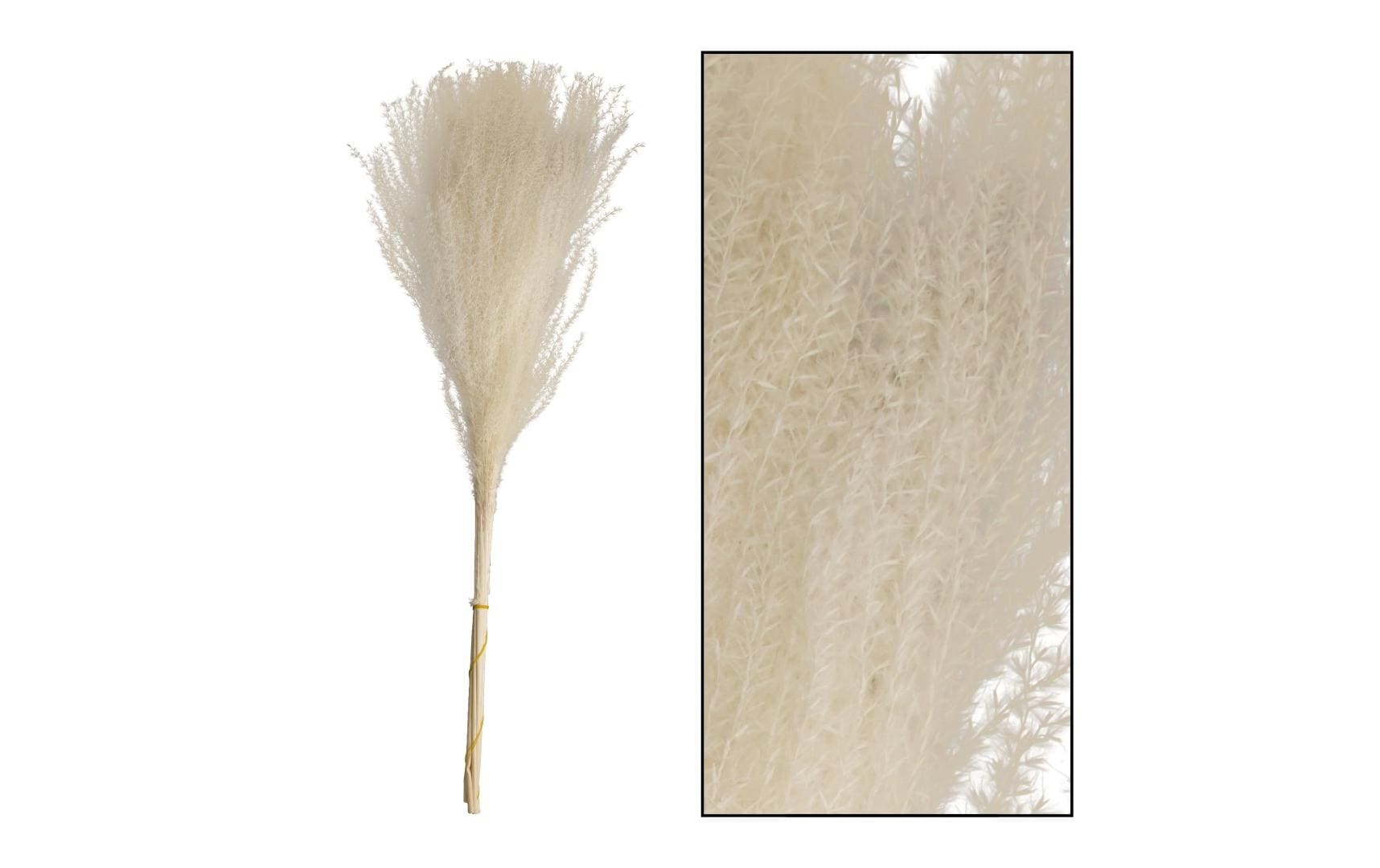 CHALET Trockenblumen Miscanthusgras, gebleicht – weiss – 75 cm – 10er-Pack