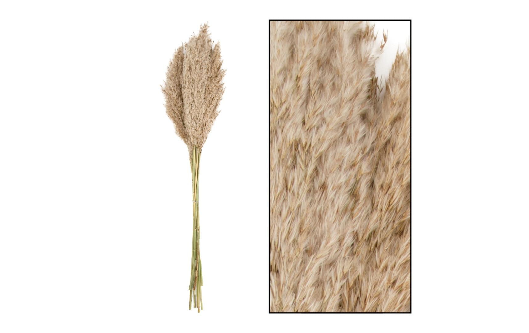 Chalet Trockenblumen – Natur – 75 cm – 10er-Pack