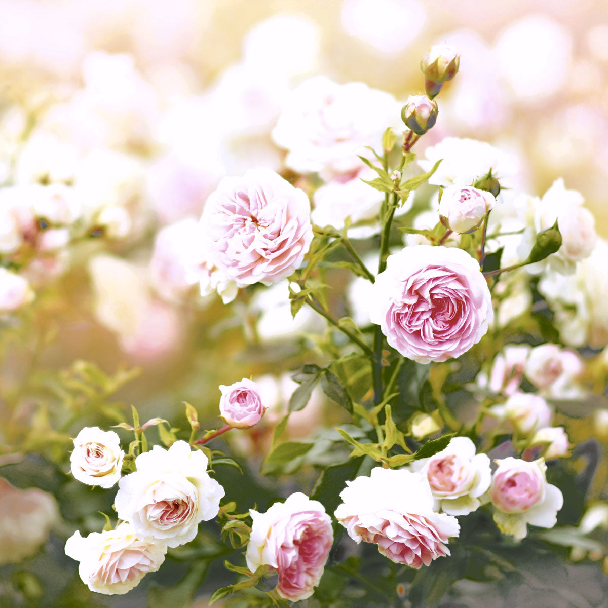 Paper + Design Servietten Rose Dream – 33 × 33 cm, 3-lagig – 20 Stück