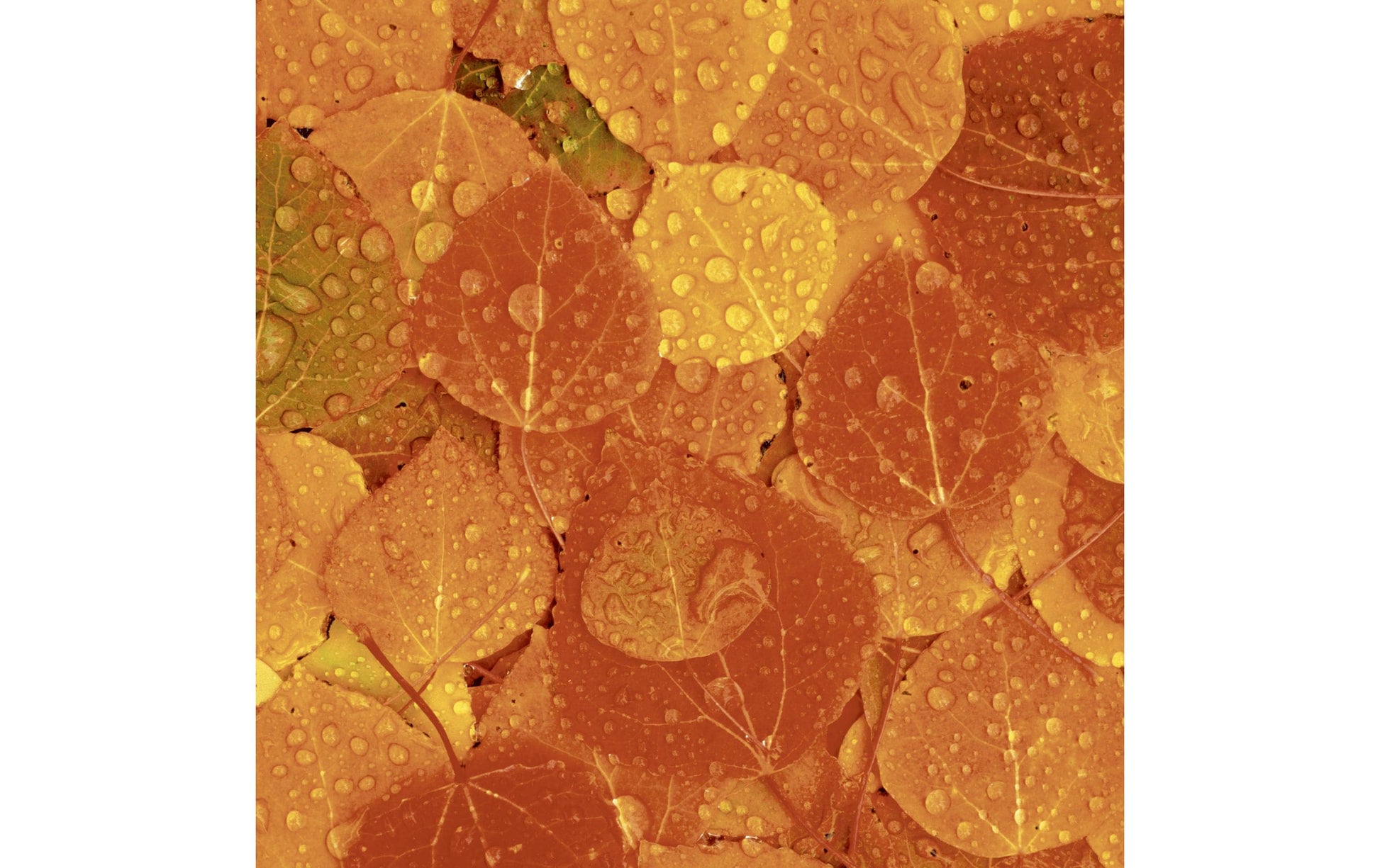 Paper + Design Servietten Fruity Florals, braun – 33 × 33 cm, 3-lagig – 20 Stück