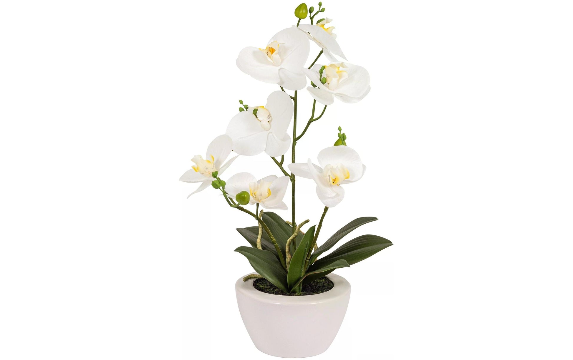 Botanic-Haus Phalaenopsis Künstliche Blütenpflanze – 67 cm – Kunststoff, weiss