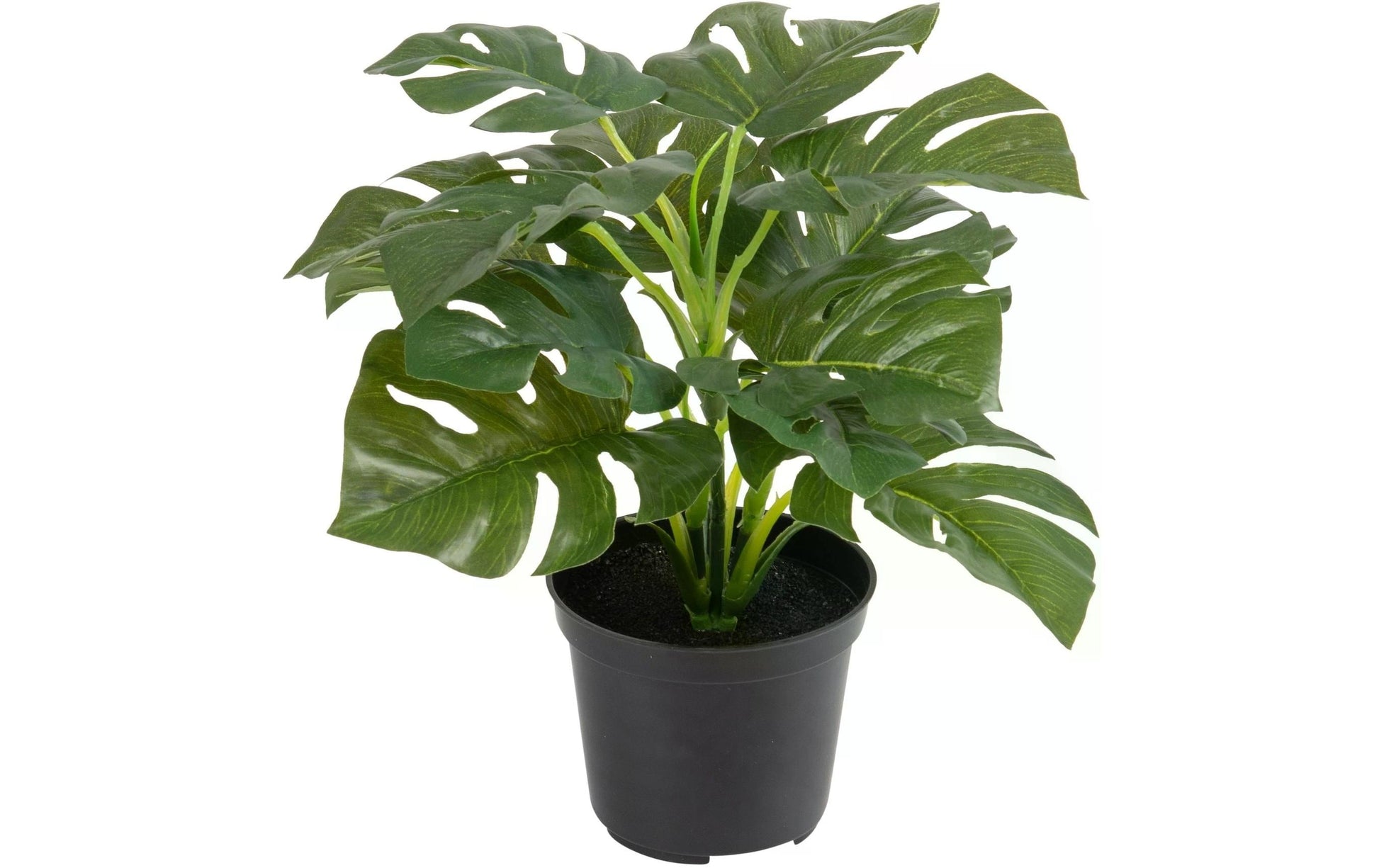 Botanic-Haus Topfpflanze – 28 cm, 6er-Pack – Kunststoff, Grün