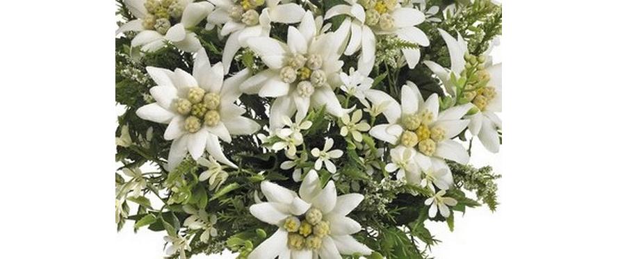 Botanic-Haus Künstliche Edelweiss-Blütenpflanze – 29 cm, Kunststoff, Weiss, 6er-Pack