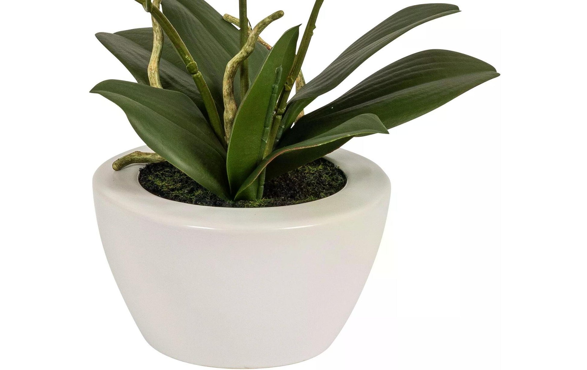 Botanic-Haus Phalaenopsis Künstliche Blütenpflanze – 67 cm – Kunststoff, weiss