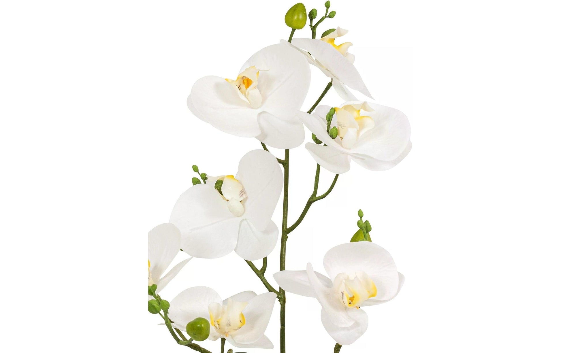 Botanic-Haus Phalaenopsis Künstliche Blütenpflanze – 67 cm – Kunststoff, weiss