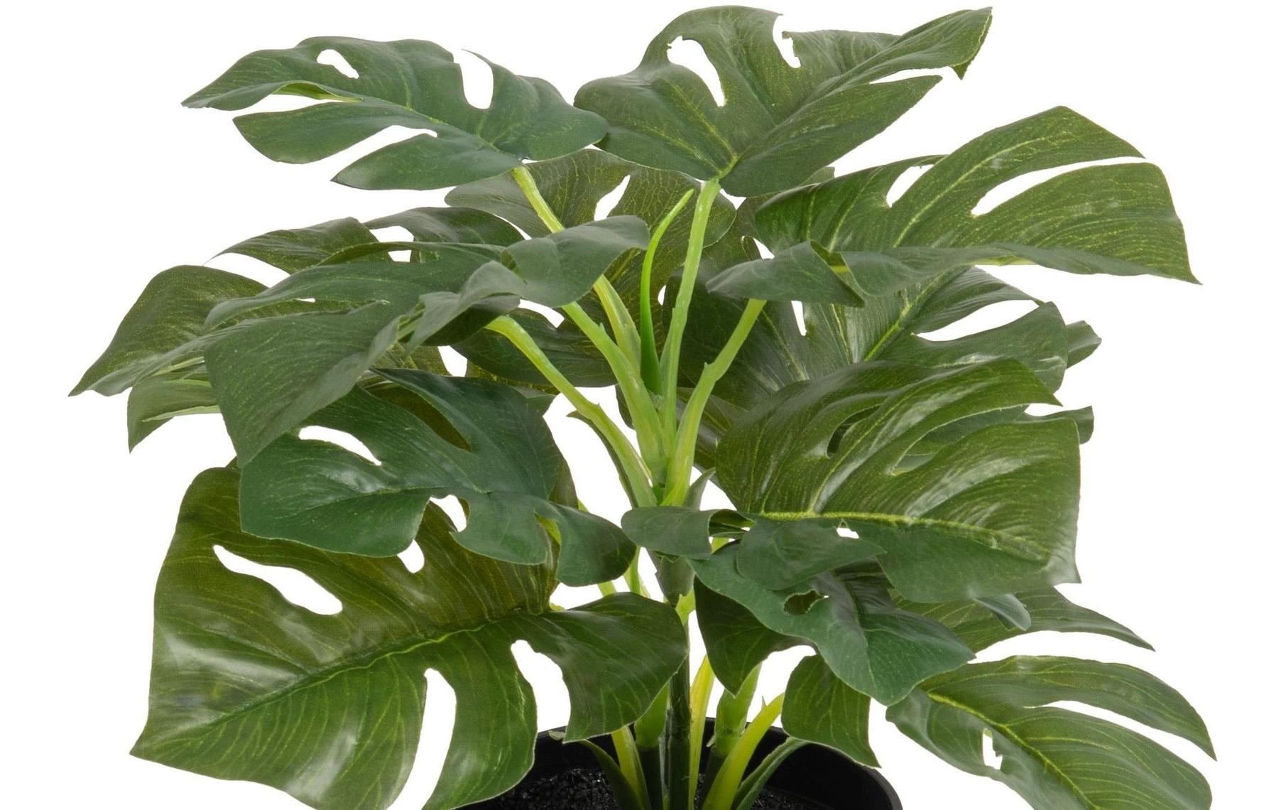 Botanic-Haus Topfpflanze – 28 cm, 6er-Pack – Kunststoff, Grün