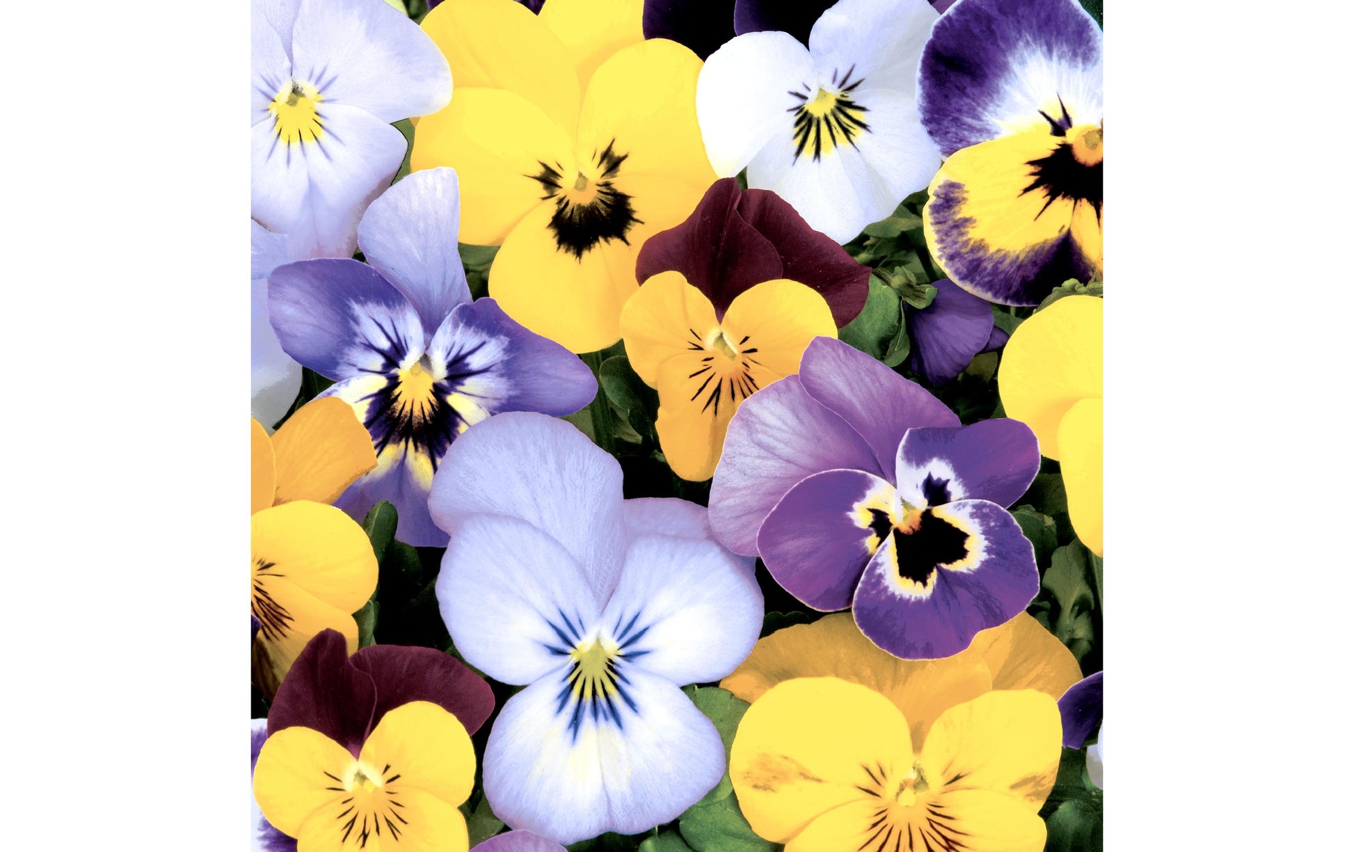 Paper + Design Servietten Pansies – 33 × 33 cm, 3-lagig – 20 Stück