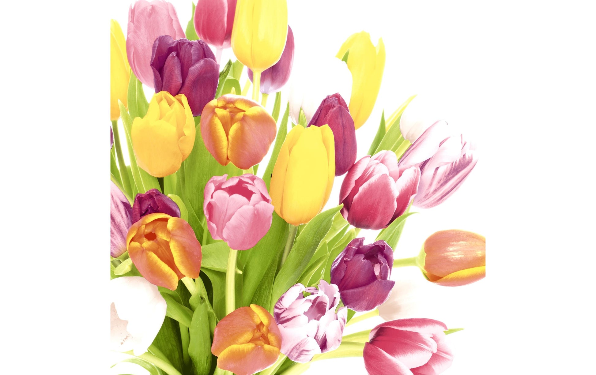 Paper + Design Servietten Beautiful Tulips – mehrfarbig – 33 × 33 cm, 3-lagig – 20 Stück