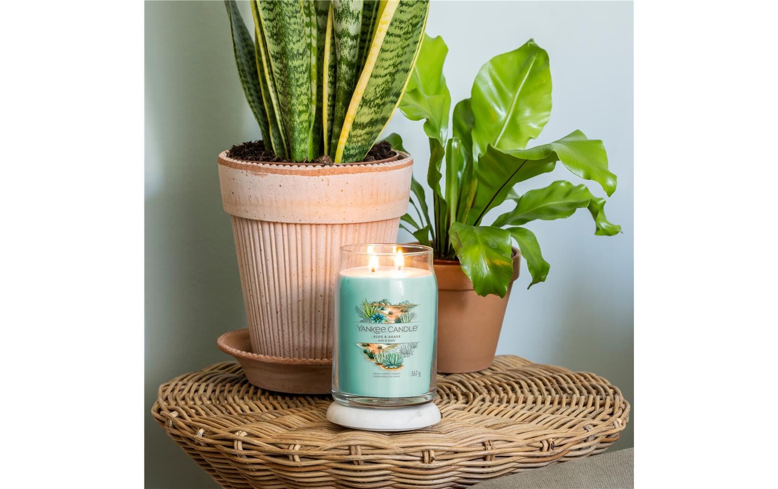 Yankee Candle Aloe & Agave – Duftkerze, Grosses Glas, 90 h