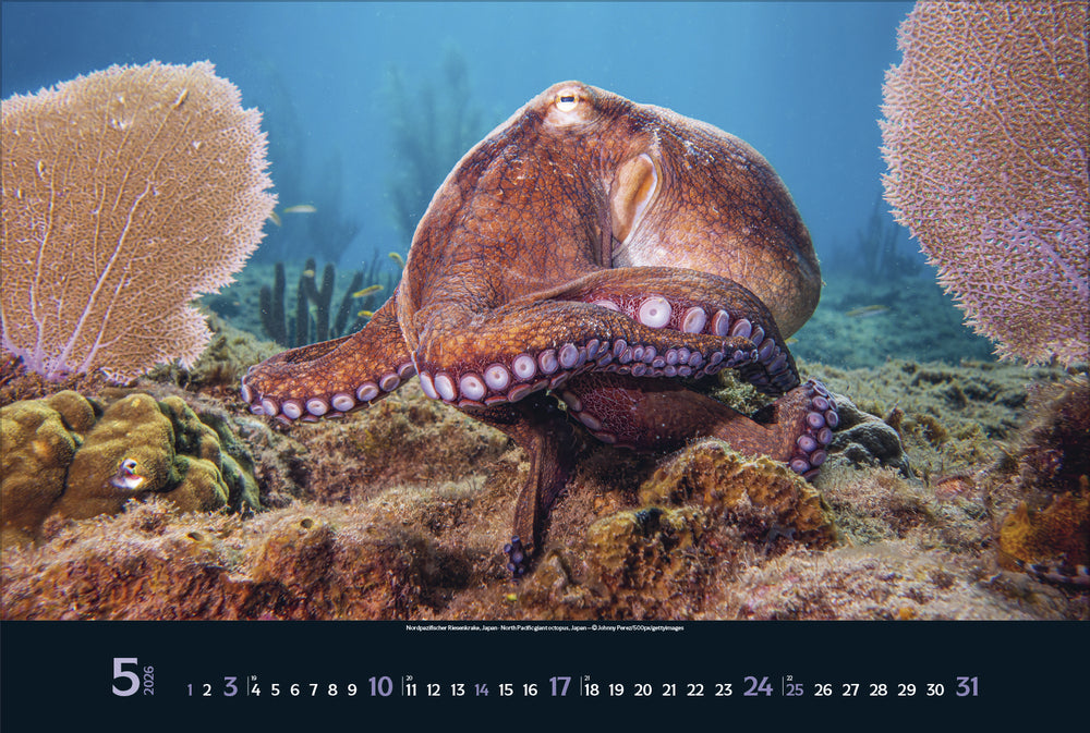 Korsch Verlag Magie der Meere – Bildkalender 2026 – 58 × 39 cm