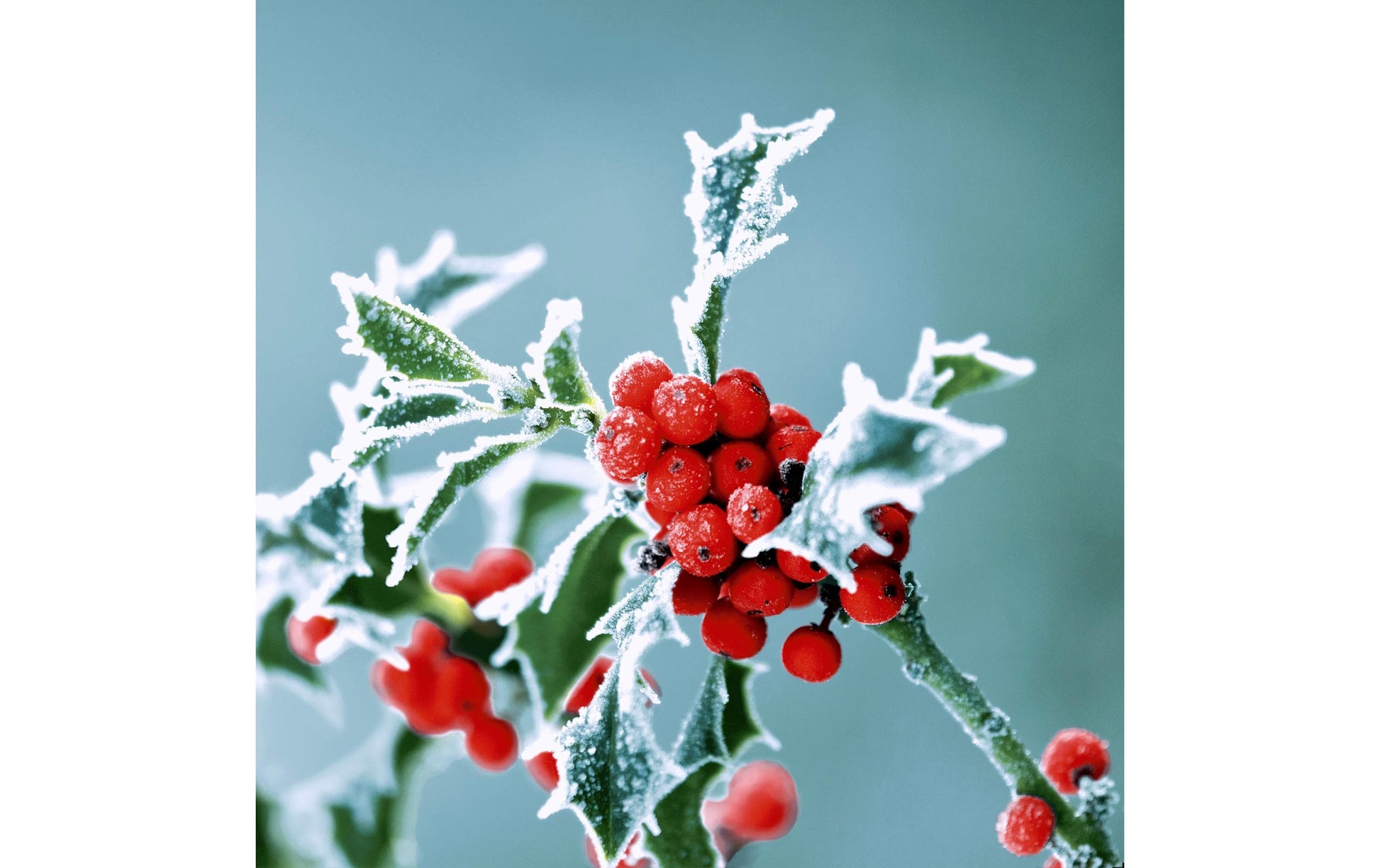 Paper + Design Servietten Frosty Holly – 33 × 33 cm, 3-lagig – 20 Stück