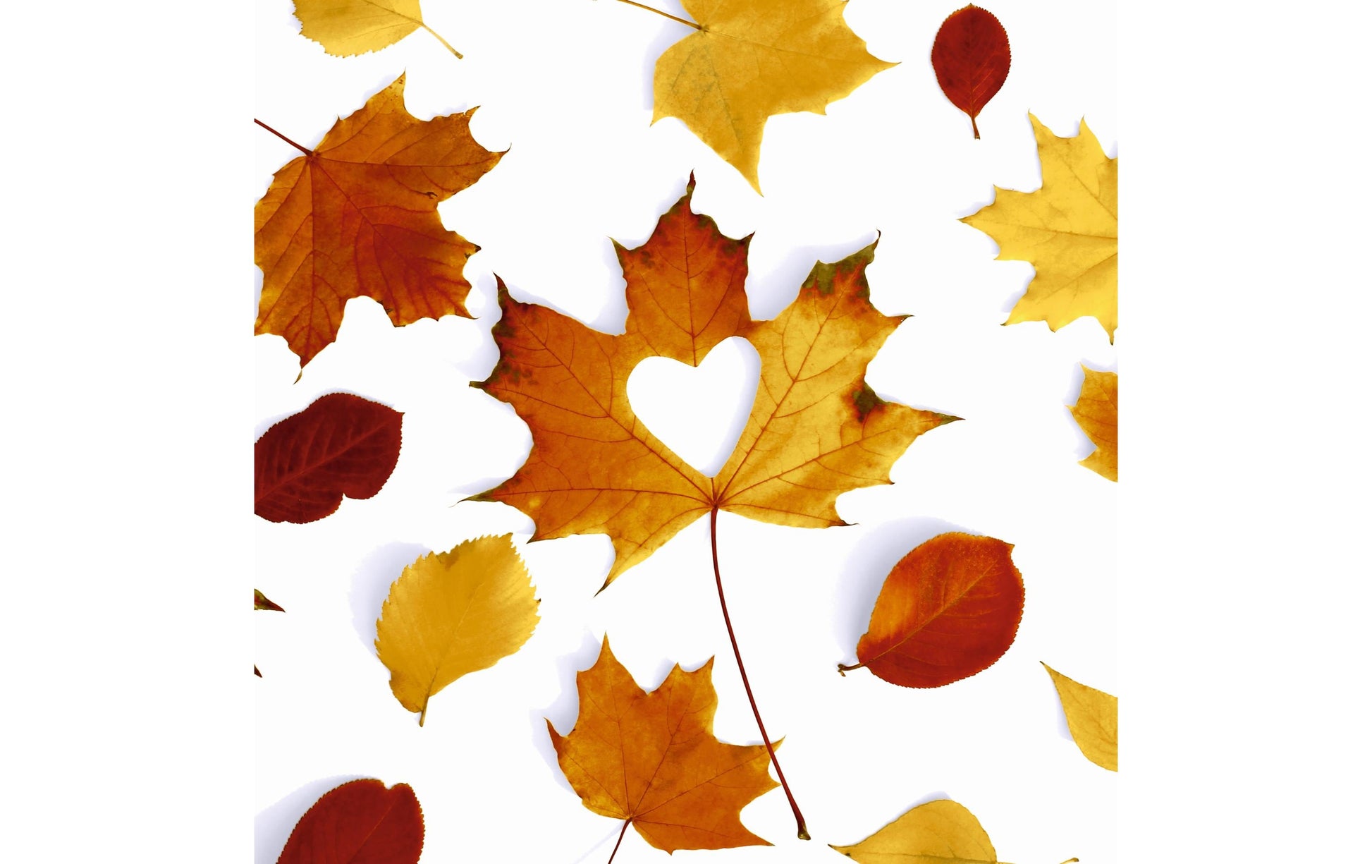Paper + Design Servietten Herbst – 33 × 33 cm, 3-lagig – 20 Stück