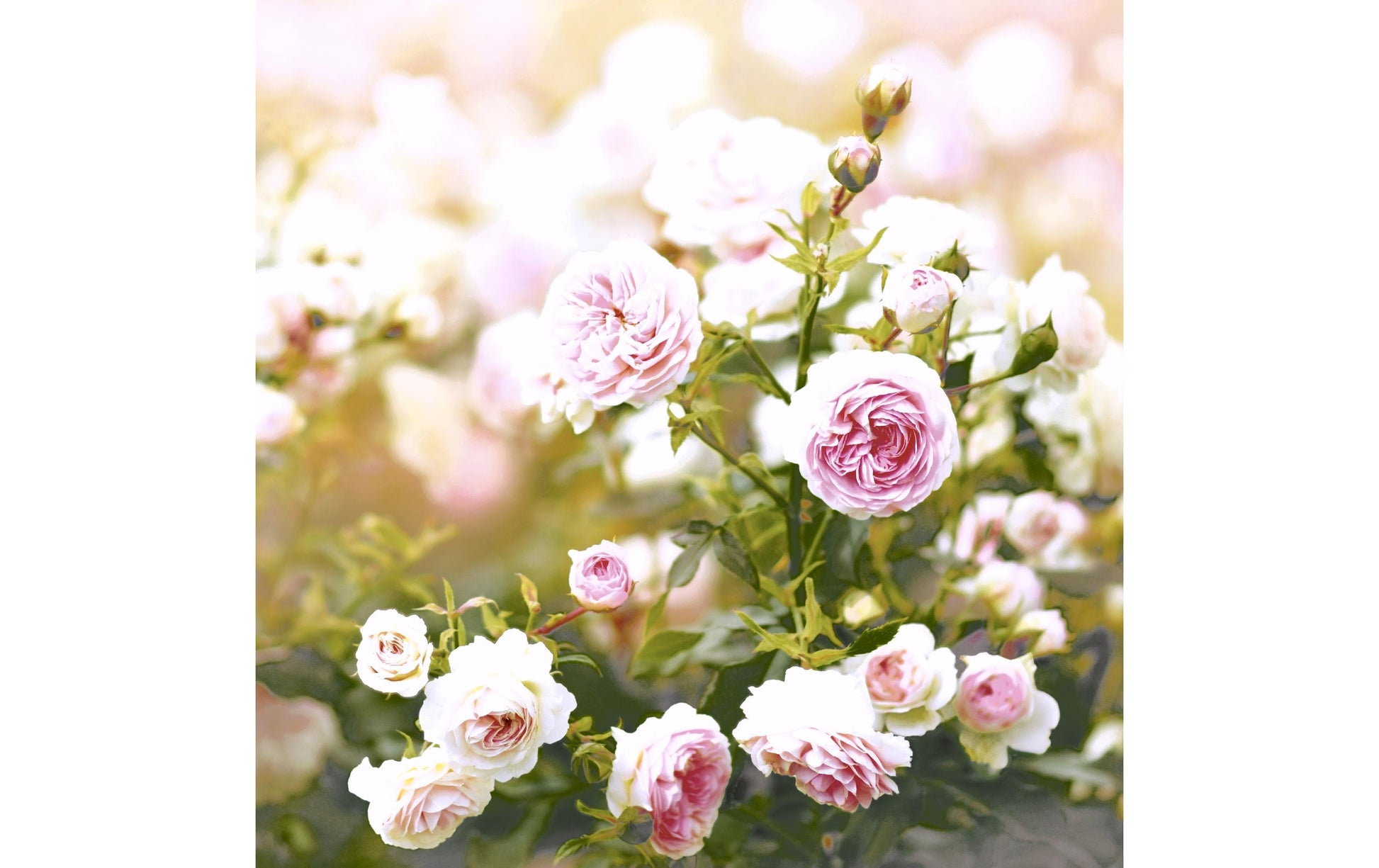 Paper + Design Servietten Rose Dream – 33 × 33 cm, 3-lagig – 20 Stück