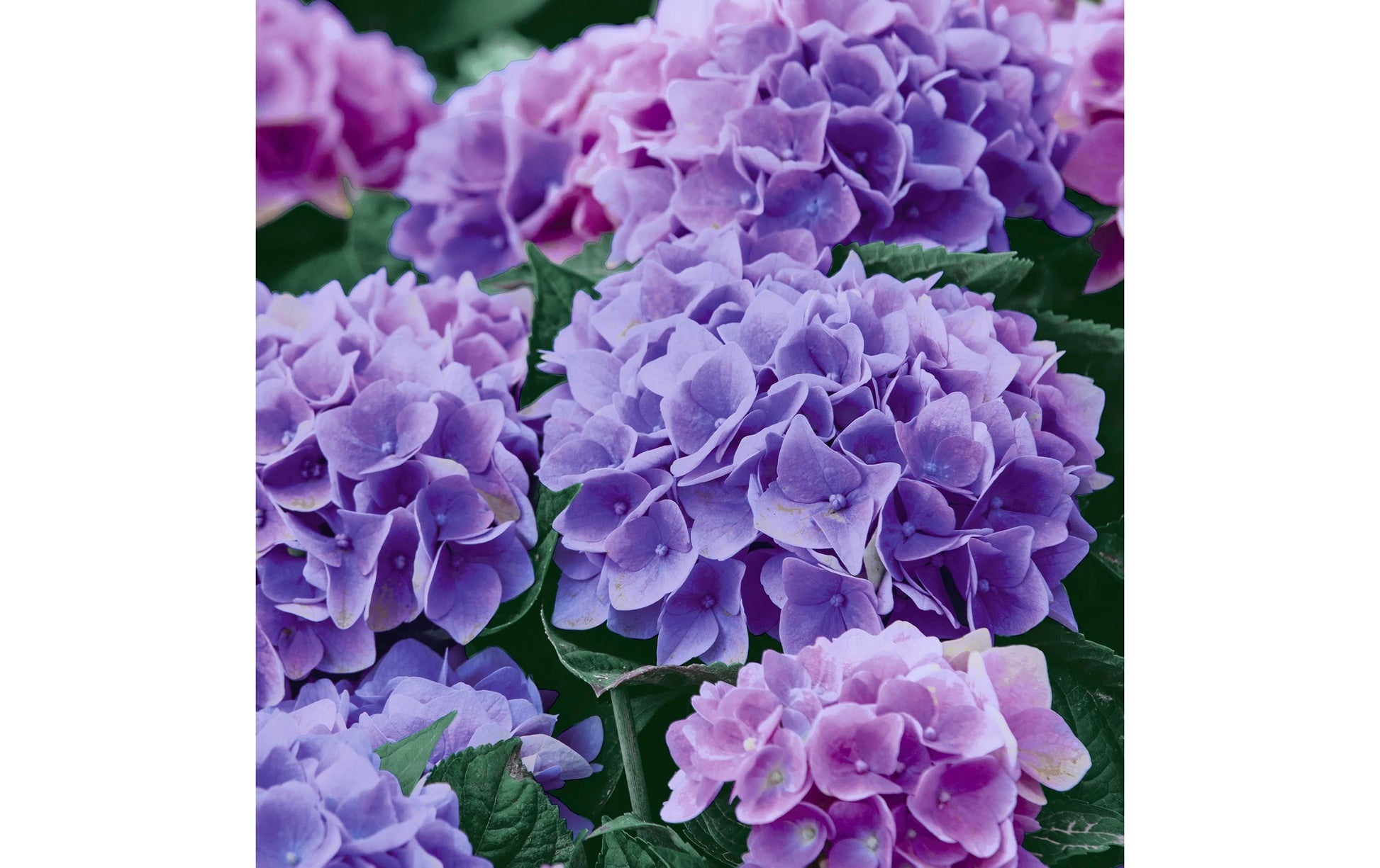 Paper + Design Servietten Flieder Hortensie – 33 × 33 cm, 3-lagig – 20 Stück