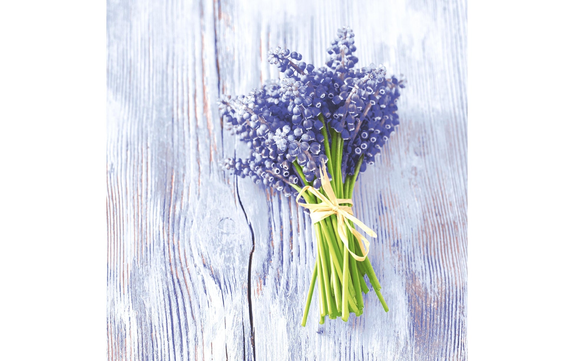 Paper + Design Servietten Muscari, Violett – 33 × 33 cm, 3-lagig – 20 Stück