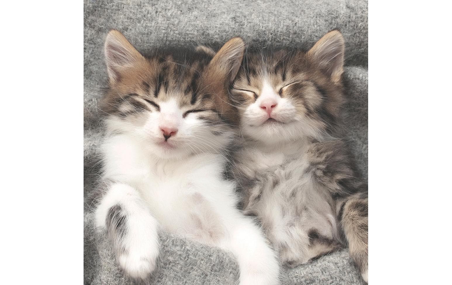 Paper + Design Serviette Sleepy Cats – 33 × 33 cm, 3-lagig – 20 Stück