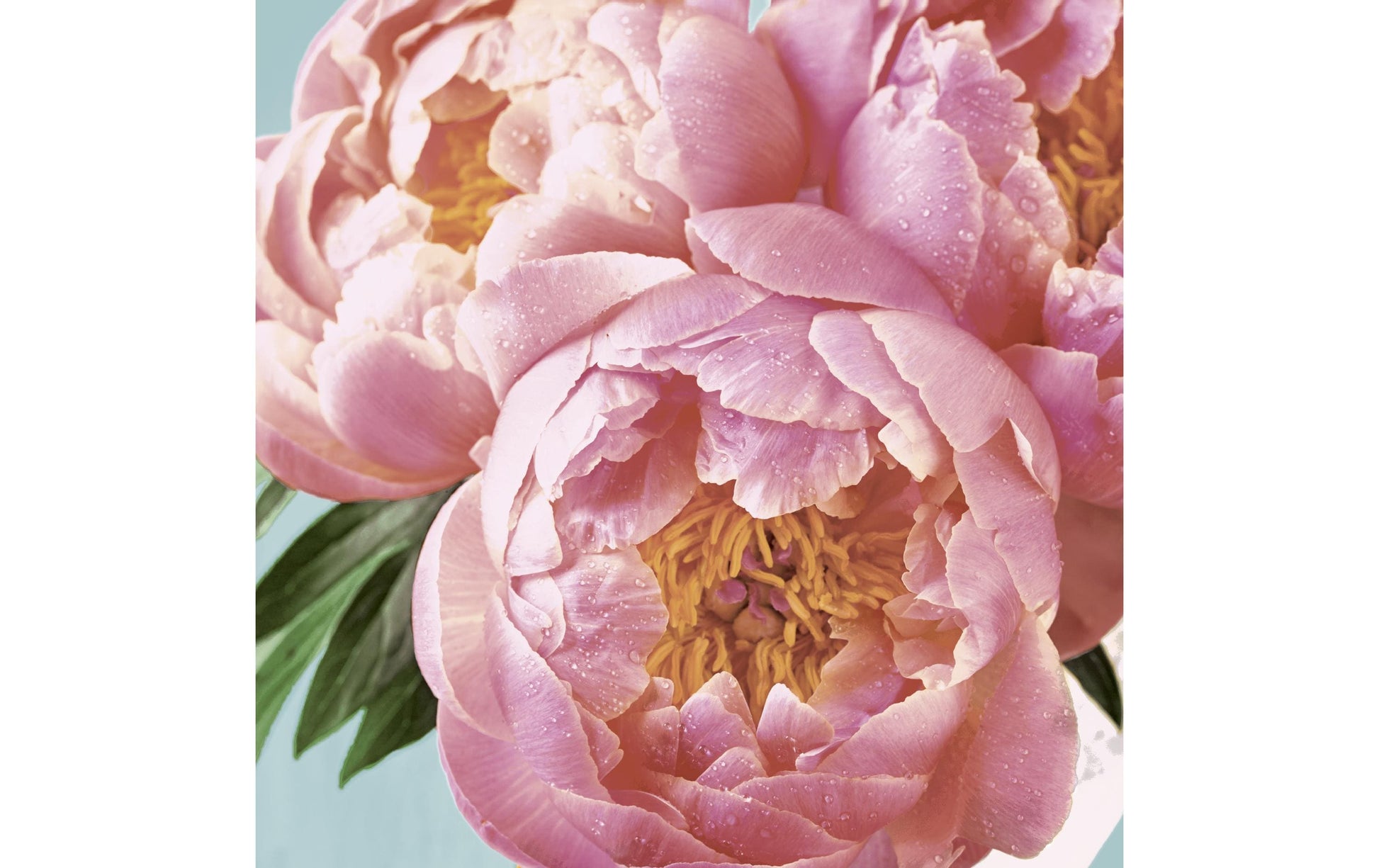 Paper + Design Servietten Pink Peony – 24 × 24 cm, 3-lagig – 20 Stück