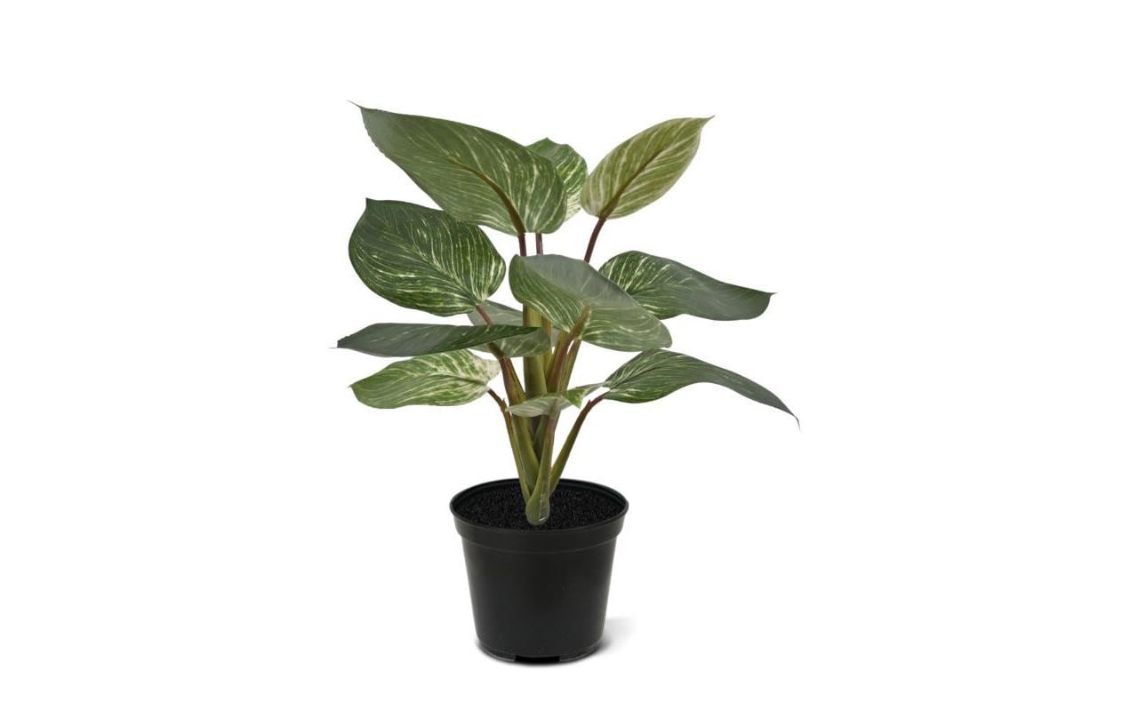 Botanic-Haus Philodendron Topfpflanze – 30 cm – Kunststoff, mehrfarbig – 12er-Pack