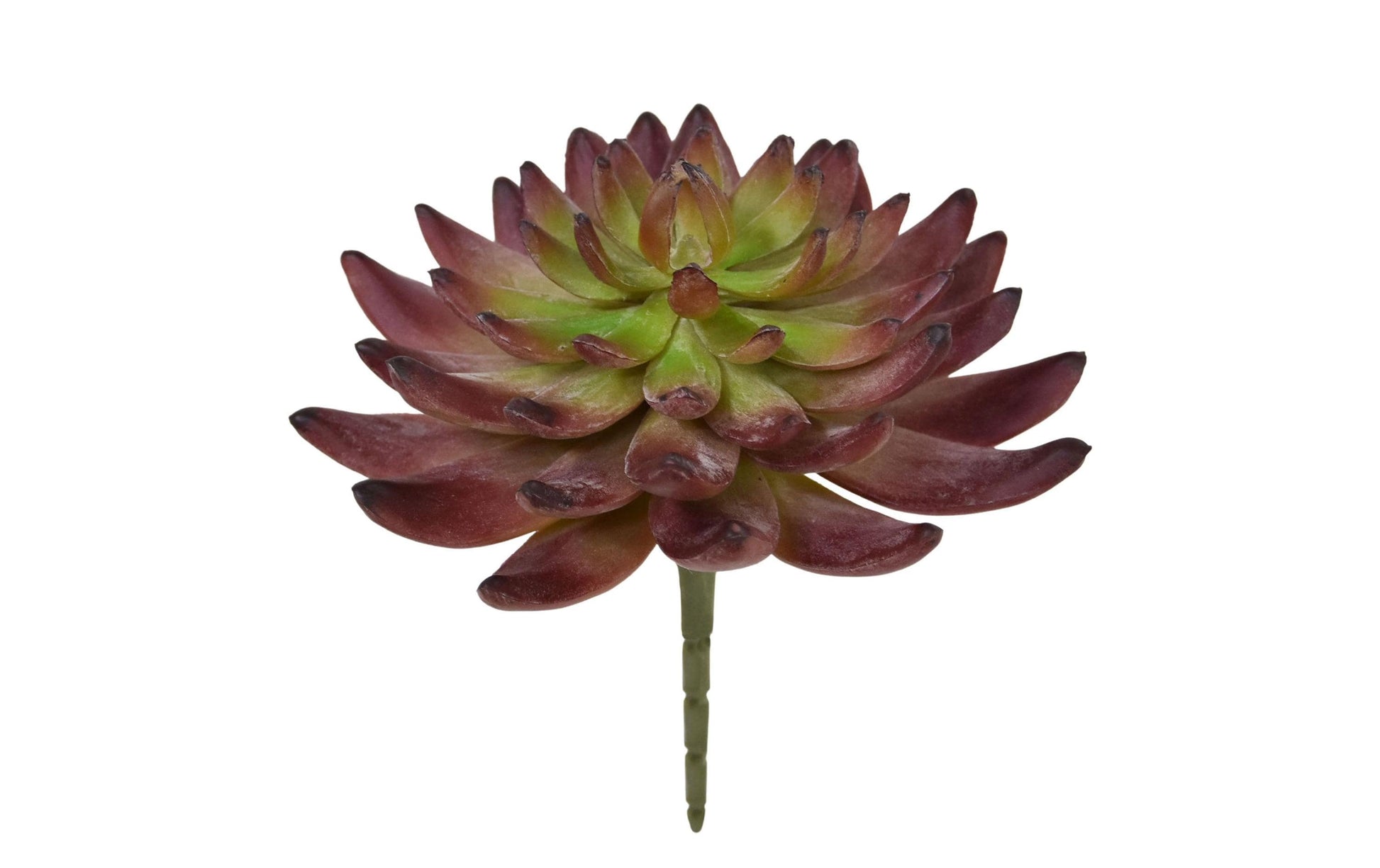 Botanic-Haus Echeveria Kunstpflanze – Ø 15 × 14 cm – Kunststoff, Grün – 8er-Pack