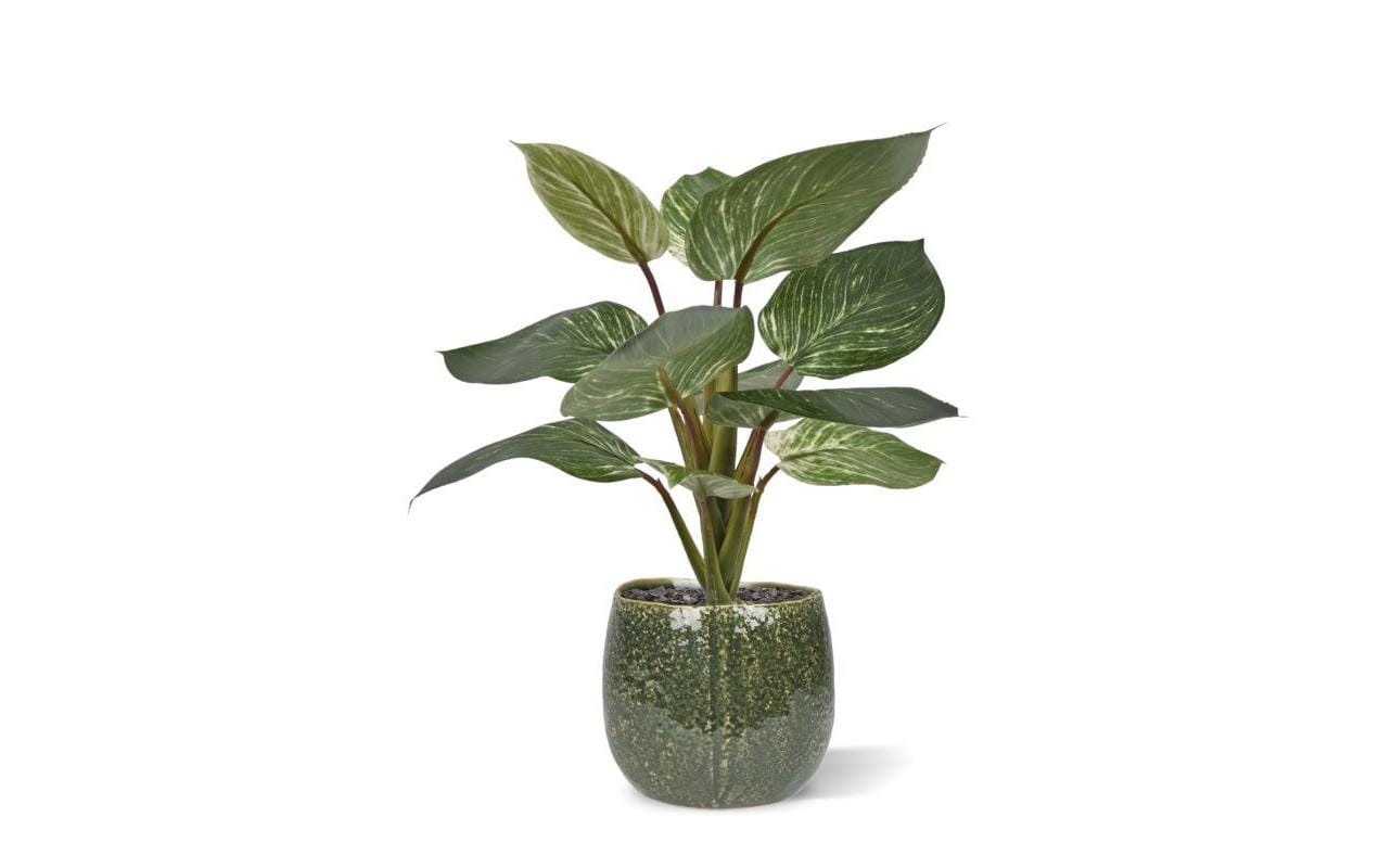 Botanic-Haus Philodendron Topfpflanze – 30 cm – Kunststoff, mehrfarbig – 12er-Pack